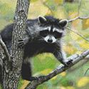 Curious Raccoon