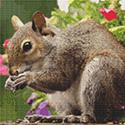 Cute Squirrel