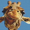 Giraffe Close-Up