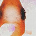 Pattern, Goldfish Close-Up by StitchX Craft Designs