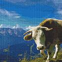 Leering Bull