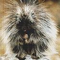 Prickly Porcupine Cross Stitch Pattern