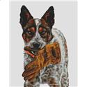 Frankie the Australian Cattle Dog
