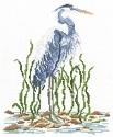 Blue Heron