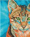 Tabby
