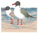 Laughing Gulls