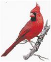 Cardinal