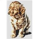 Golden Retriever Puppy