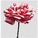 Pink Carnation