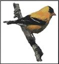 American Gold Finch