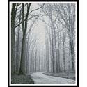 Mini Black and White Road through Trees