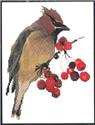 Waxwing