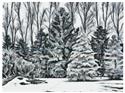 Winter Wonders