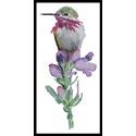 Calliope Hummingbird