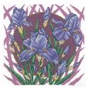 Spring Iris