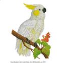 RSBL Cockatoo Lemon Crested