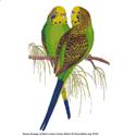 RSBL Parakeet Budgerigar