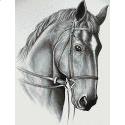 Horse, by Darrel Bevan
