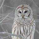 Snowy White Owl Cross Stitch Pattern