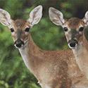 Two Watchful Deer Cross Stitch Pattern