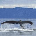 Whale of a Tail Cross Stitch Pattern