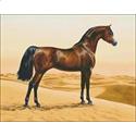 Arab Horse