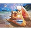Pattern, Seashells By The Seashore by Charting Creations
