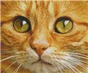 Ginger Cat Close Up