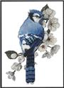 Little Blue Jay