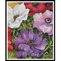 Colourful Anemones - Crop