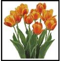 Orange Tulips