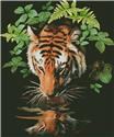 Tiger Reflection