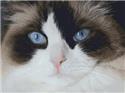 Snowshoe