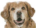 Golden Retriever Face