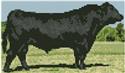 Mini Black Angus