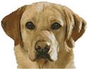 Pattern, Mini Golden Labrador by Artecy Cross Stitch