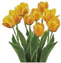 Yellow Tulips