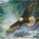 American Majesty - Crop
