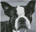 Boston Terrier Close Up