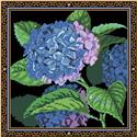 Blue Hydrangea