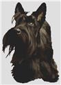 Scottish Terrier Adoration