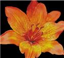 Pattern, Fire Lily Photo by Artecy Cross Stitch