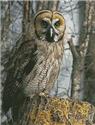 Owl Photo