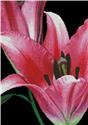 Pattern, Pink Lily by Artecy Cross Stitch