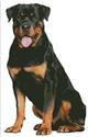 Rottweiler Sitting