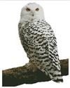 Snowy Owl - No Background