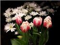 Pattern, Spring Tulips by The Frame Corner