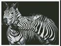 Black and White Zebras