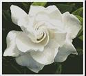 Gardenia