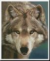 The Eyes of a Hunter
